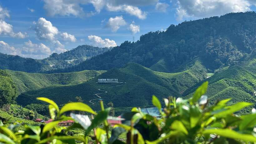 From Kuala Lumpur: Cameron Highlands Day Tour with Lunch - Why Cameron Highlands makes a good day away from Kuala Lumpur