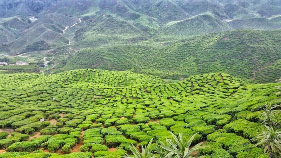 From Kuala Lumpur: Cameron Highlands Day Tour with Lunch - Lunch with a Malaysian view