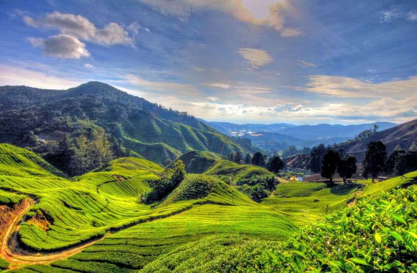 From Kuala Lumpur: Cameron Highlands Full-Day Tour - Key things to know before booking