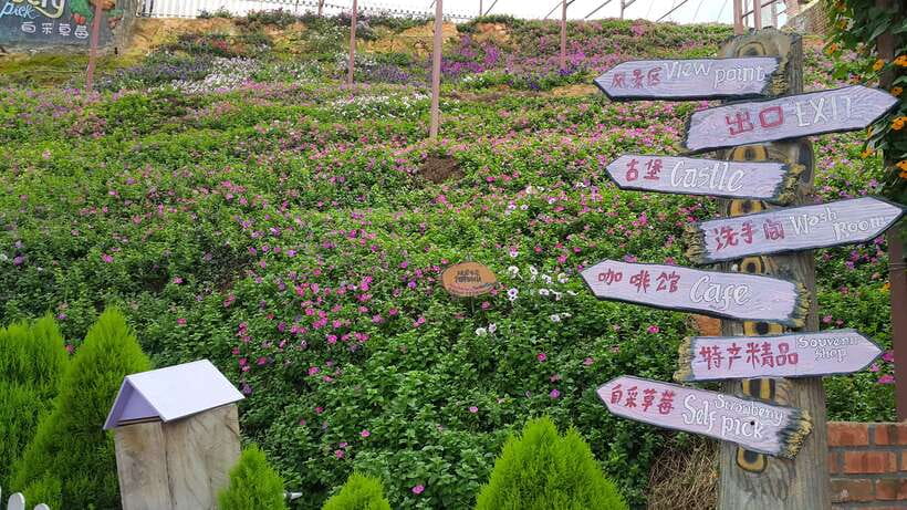 From Kuala Lumpur: Cameron Highlands Full-Day Tour - The long climb from Kuala Lumpur to the highlands