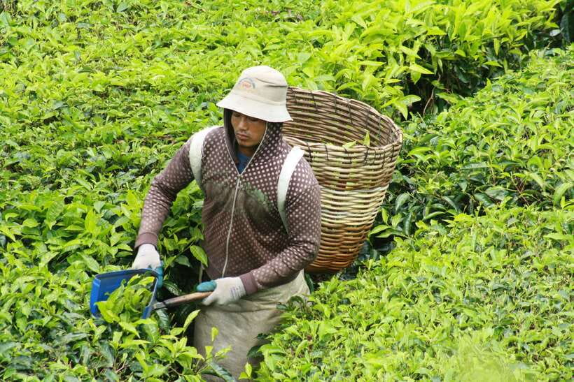 From Kuala Lumpur: Cameron Highlands Full-Day Tour - Bharat Tea Plantation: the clearest reason to go