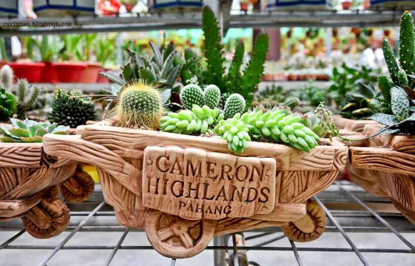 From Kuala Lumpur: Cameron Highlands Full-Day Tour - Rose Valley and the farm side of Cameron Highlands