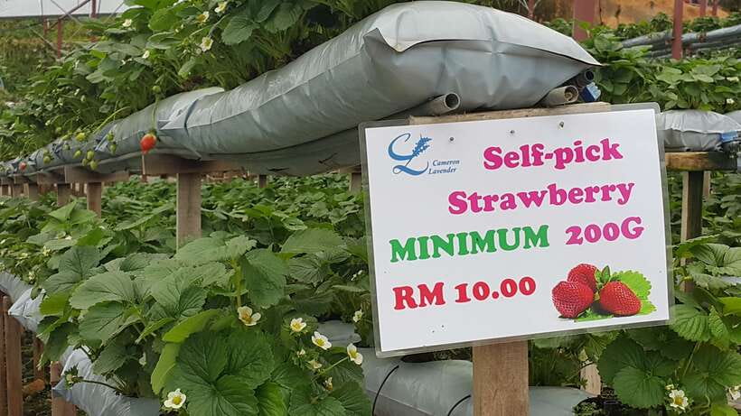 From Kuala Lumpur: Cameron Highlands Full-Day Tour - Is $146 a fair price?