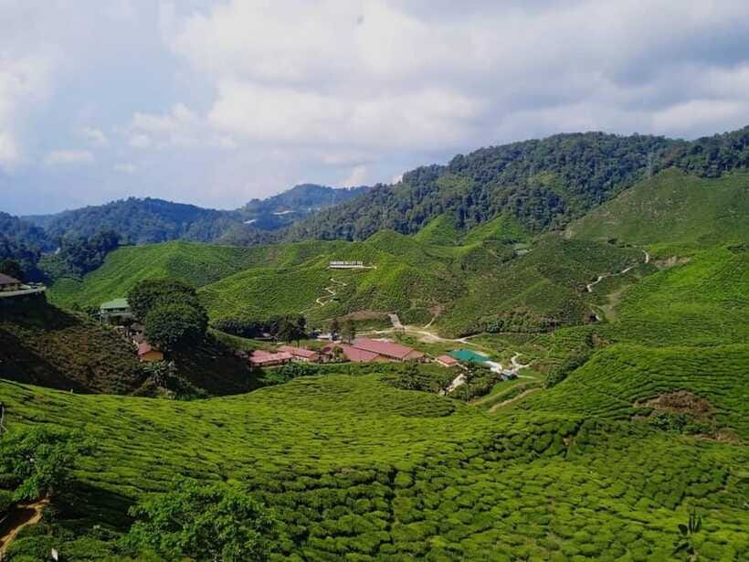 From Kuala Lumpur: Cameron Highlands Private or Join In Tour - Butterfly Farm and petting zoo: best for families, less so for everyone else