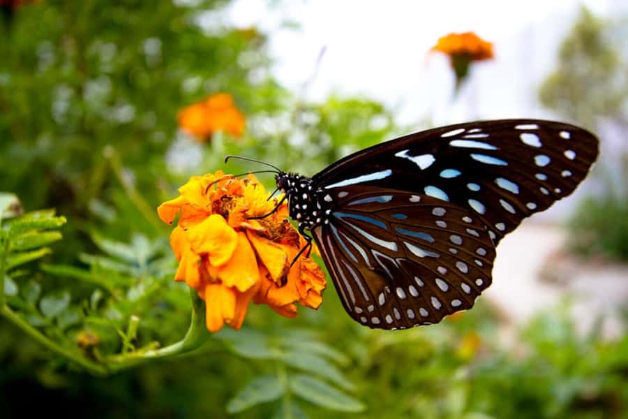 From Kuala Lumpur: Cameron Highlands Private or Join In Tour - Bee Farm and Cactus Valley keep the route varied