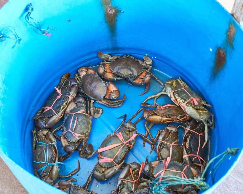 From Kuala Lumpur: Crab Island Tour with Seafood Lunch - Guides who shape the experience