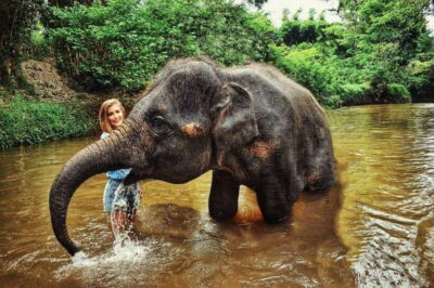 Elephant Sanctuary Guided Tour