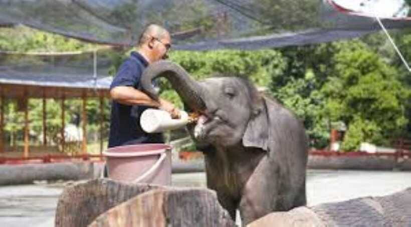 From Kuala Lumpur: Elephant Sanctuary Guided Tour - Practical packing advice