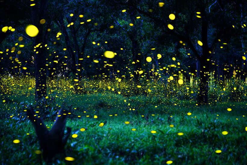 From Kuala Lumpur: Fireflies Tour and Seafood Dinner - Is $119 per person fair value?