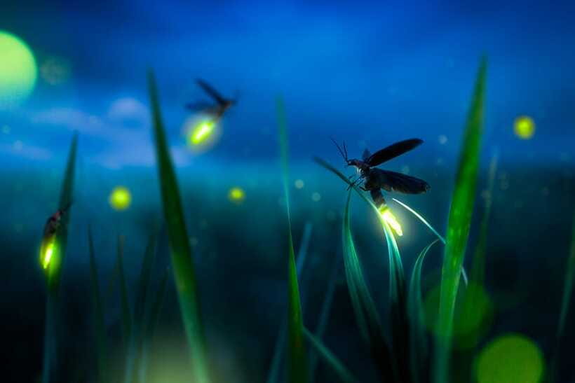 From Kuala Lumpur: Fireflies Tour and Seafood Dinner - Who should book this Kuala Selangor evening?