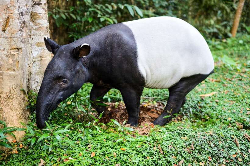 From Kuala Lumpur: Full-Day Taman Negara National Park - Should you book this Taman Negara tour?