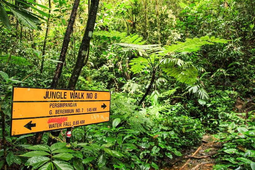 From Kuala Lumpur: Full-Day Taman Negara National Park - What the $173 price really covers