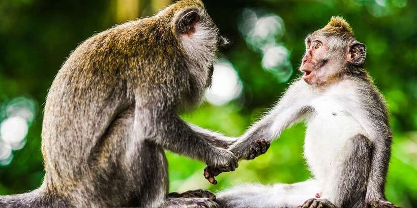 From Kuala Lumpur: Full-Day Taman Negara National Park - Who will enjoy this day trip most