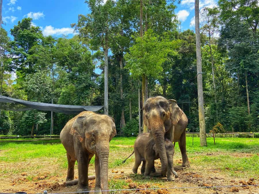 From Kuala Lumpur: Kuala Gandah Elephant Sanctuary Day Trip - Key points to know