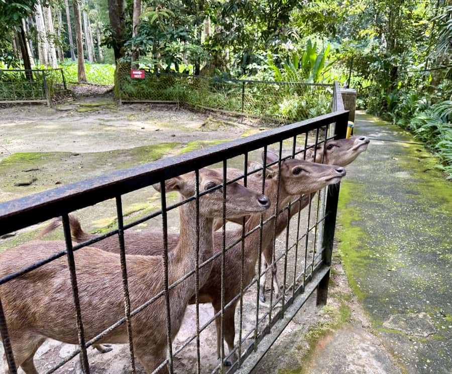 From Kuala Lumpur: Kuala Gandah Elephant Sanctuary Day Trip - Kuala Gandah makes this more than a standard city outing