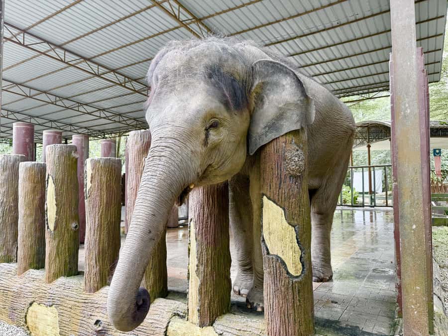 From Kuala Lumpur: Kuala Gandah Elephant Sanctuary Day Trip - Feeding elephants and paying for optional contact