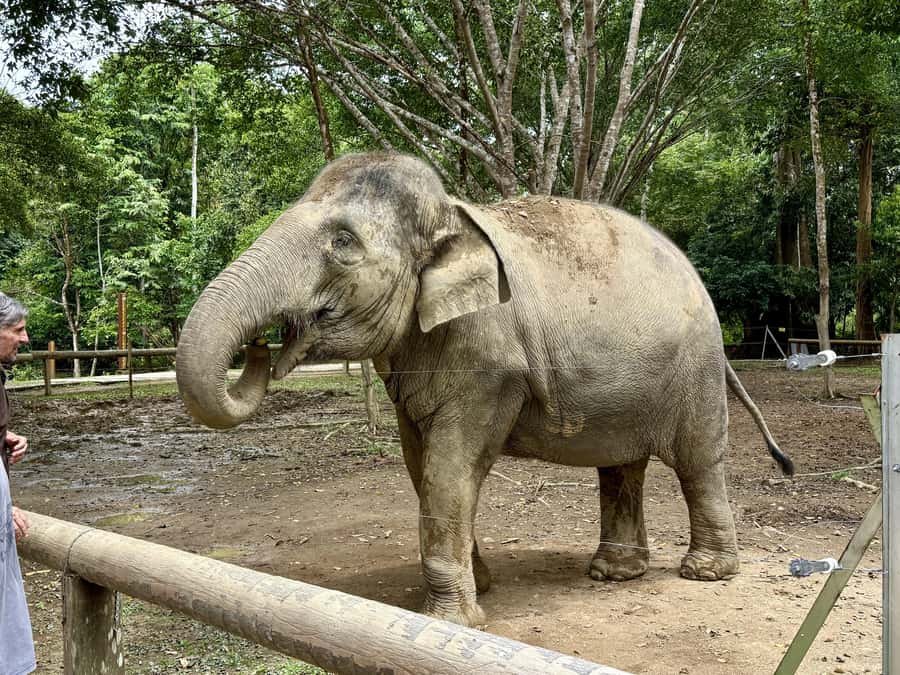 From Kuala Lumpur: Kuala Gandah Elephant Sanctuary Day Trip - Elephant bathing is special, but never guaranteed