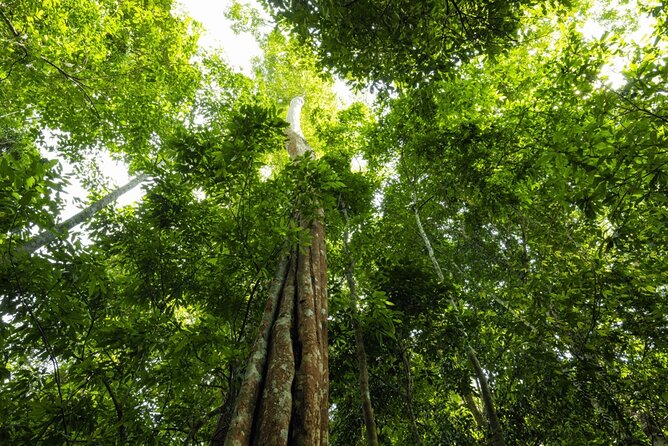 From Kuala Lumpur Taman Negara Day Trip With Lunch - Lunch and what the $178 price covers