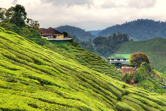 Full-day Cameron Highlands Day Trip from Kuala Lumpur - Why Cameron Highlands makes a worthwhile day out