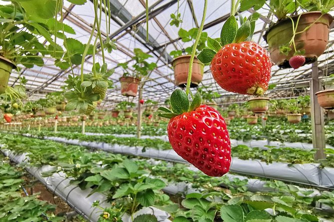 Full-day Cameron Highlands Day Trip from Kuala Lumpur - Kea Farm Market shows the highlands as a working food region