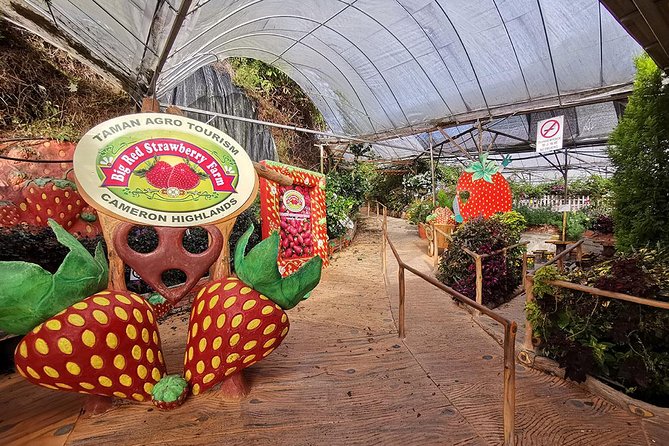 Full-day Cameron Highlands Day Trip from Kuala Lumpur - The driver can shape the entire day