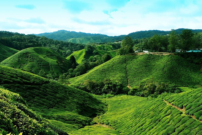 Full Day Cameron Highlands Nature Tour - Butterflies, insects, and a paid farm visit