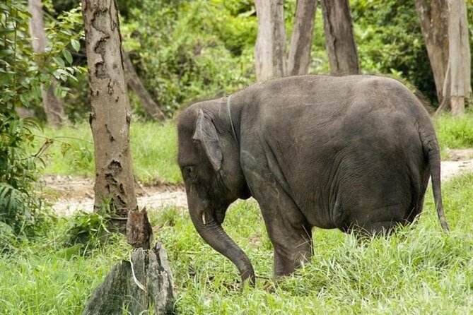 Full Day Elephant Sanctuary Tour with lunch Local food - The long road from Kuala Lumpur to Kuala Gandah