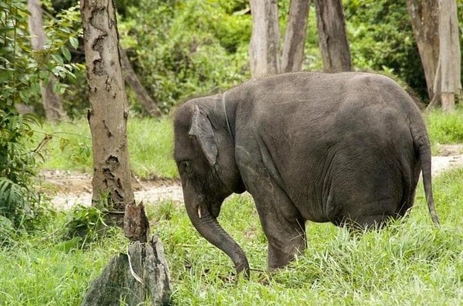 Full Day Elephant Sanctuary Tour with lunch Local food - What the included lunch is really like