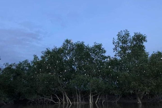 Glowing Kuala Selangor Firefly Tour - How the guide affects the evening
