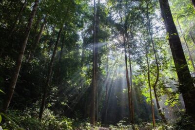 Jungle Odyssey: Unleash Your Adventure in Taman Negara!