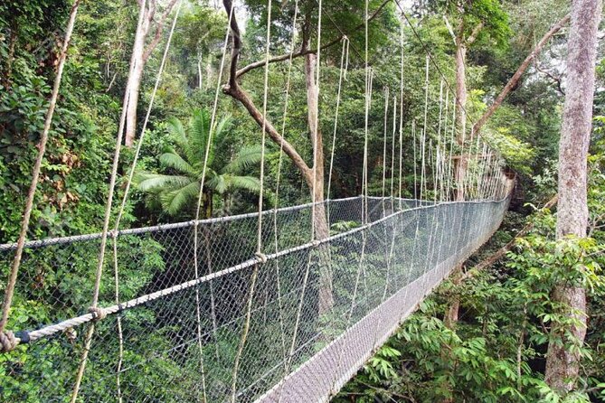 Jungle Odyssey: Unleash Your Adventure in Taman Negara! - The canopy walkway is closed for renovation