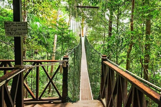 Jungle Odyssey: Unleash Your Adventure in Taman Negara! - Practical details that affect your day