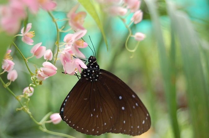 KL Butterfly Park Admission with Kuala Lumpur Famous Landmarks - Walking through the Butterfly Park’s tropical gardens