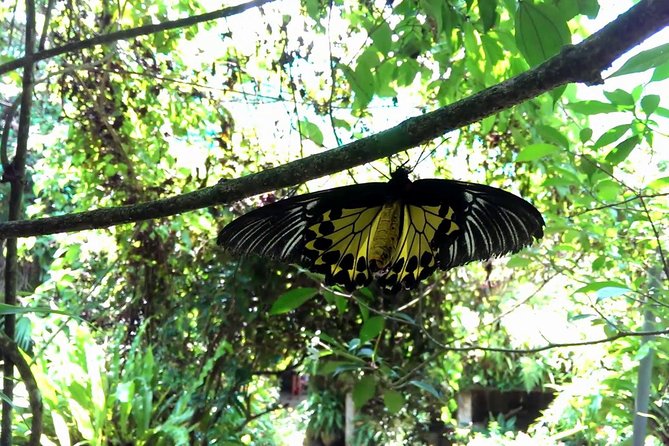 KL Butterfly Park Admission with Kuala Lumpur Famous Landmarks - The breeding area and insect displays