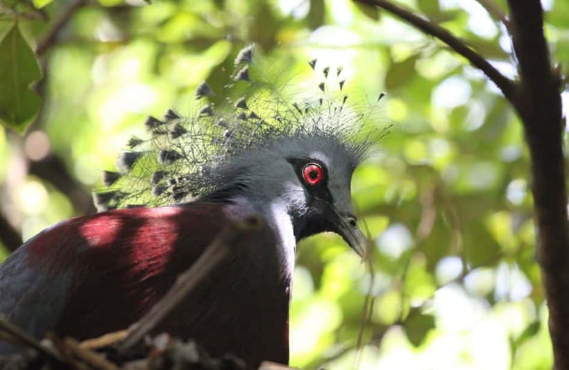 Kuala Lumpur: Bird Park, Butterfly & Garden Private Tour - Who will enjoy this private park visit?