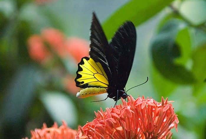 Kuala Lumpur: Bird Park, Butterfly & Garden Private Tour - Three green attractions in one Kuala Lumpur morning