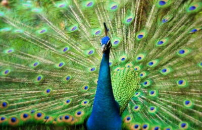 Bird Park, Butterfly & Garden Private Tour