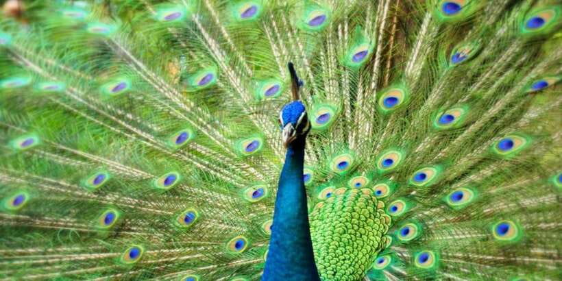 Kuala Lumpur: Bird Park, Butterfly & Garden Private Tour - The Perdana Botanical Garden and the return through KL’s green center