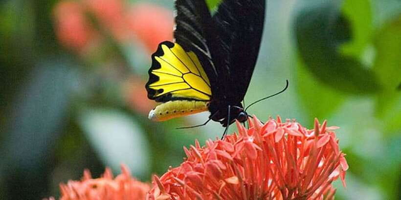 Kuala Lumpur: Bird Park, Butterfly & Garden Private Tour - How to make the four hours work well