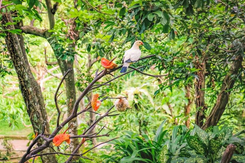 Kuala Lumpur: Bird Park Day Ticket & 1-Way Transfer - Walking Into Kuala Lumpur’s Free-Flight Aviary