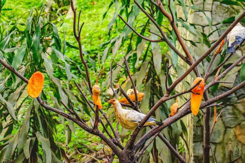 Kuala Lumpur: Bird Park Day Ticket & 1-Way Transfer - Why Hornbill Park Deserves Extra Time