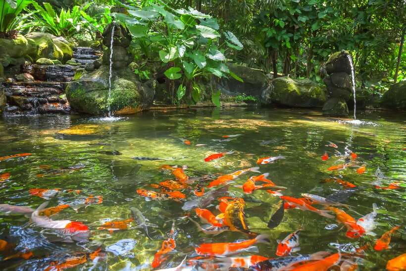 Kuala Lumpur: Bird Park Day Ticket & 1-Way Transfer - Feedings and Shows Help Shape Your Day