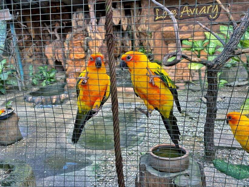 Kuala Lumpur: Bird Park Day Ticket & 1-Way Transfer - Zone 4 Offers a Different Kind of Visit