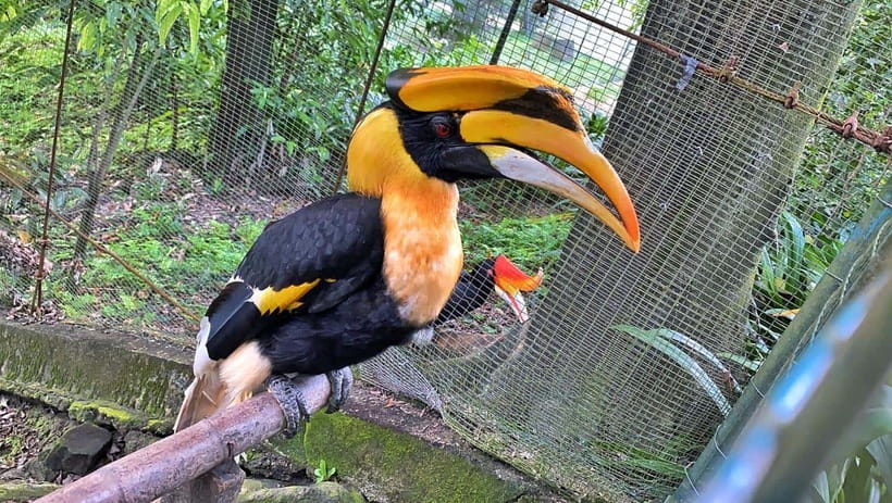 Kuala Lumpur: Bird Park Day Ticket & 1-Way Transfer - Is the $30 Price Good Value?