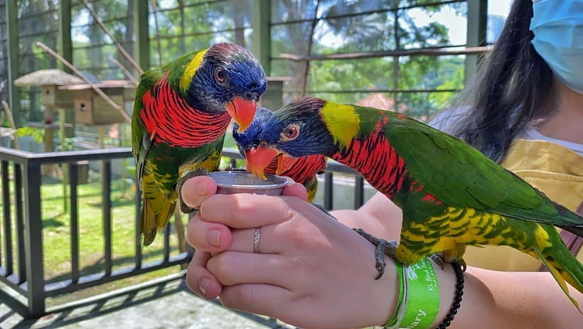 Kuala Lumpur: Bird Park Day Ticket & 1-Way Transfer - Who Will Enjoy This Bird Park Most?