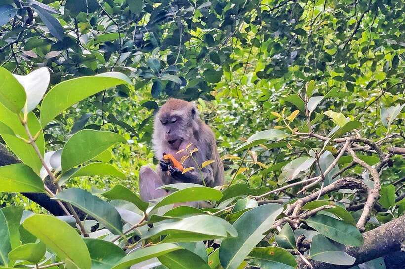Kuala Lumpur: Bird Park Day Ticket & 1-Way Transfer - Booking Advice and Final Verdict