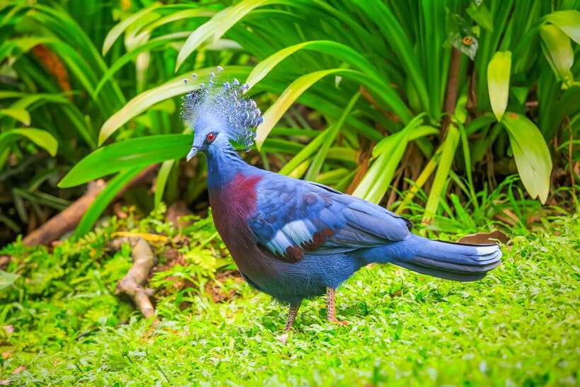 Kuala Lumpur: Bird Park Day Ticket & 1-Way Transfer - What to Expect in Zones 1, 2, and 3
