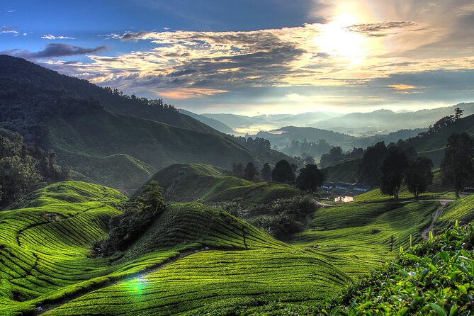Kuala Lumpur: Cameron Highlands & Batu Caves Private Day Tour - Batu Caves and the 272-step climb