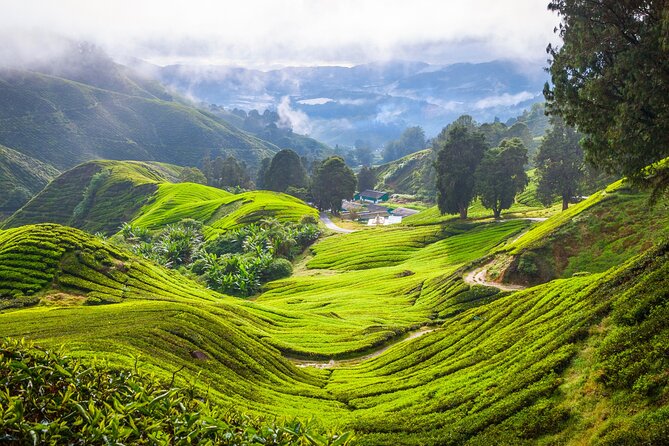 Kuala Lumpur: Cameron Highlands & Batu Caves Private Day Tour - Tea fields at Cameron Bharat Tea Estate