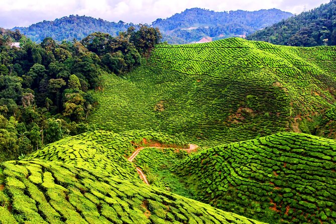Kuala Lumpur: Cameron Highlands & Batu Caves Private Day Tour - Cactus Valley brings color and variety